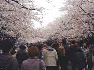 噂の上野公園、初めて花見に行ったんです、混んでるんですねぇ